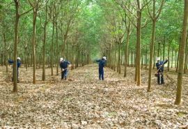 Giá cao su kỳ hạn tại Tokyo