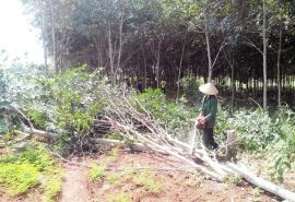Phát triển nóng cây cao su, người dân thua thiệt