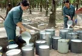 Dự báo giá mủ cao su sẽ tăng, theo dự báo